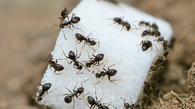 Close-up of ants on a sugar cube, highlighting pest control challenges addressed by BellPestControl in ElkGrove.